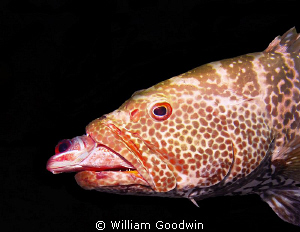 This Tiger Grouper needs to learn to swallow head first -... by William Goodwin 